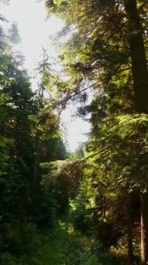 Ormanın zeminini aydınlatan güneş ışınları olan güzel yeşil bir ormanın havacılık videosu. Doğal güzelliklerle dolu barışçıl, sinematik orman sahnesi, ekolojik seyahat, kaçış ve macera için mükemmel.