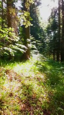 Ormanın zeminini aydınlatan güneş ışınları olan güzel yeşil bir ormanın havacılık videosu. Doğal güzelliklerle dolu barışçıl, sinematik orman sahnesi, ekolojik seyahat, kaçış ve macera için mükemmel.