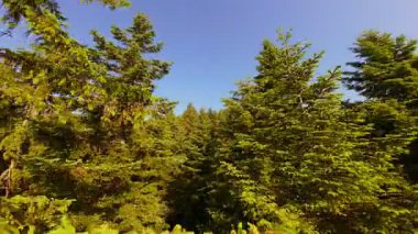 Ormanın zeminini aydınlatan güneş ışınları olan güzel yeşil bir ormanın havadan görünüşü. Doğal güzelliklerle dolu barışçıl, sinematik orman sahnesi, ekolojik seyahat, kaçış ve macera temaları için mükemmel.