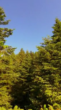 Ormanın zeminini aydınlatan güneş ışınları olan güzel yeşil bir ormanın havacılık videosu. Doğal güzelliklerle dolu barışçıl, sinematik orman sahnesi, ekolojik seyahat, kaçış ve macera için mükemmel.