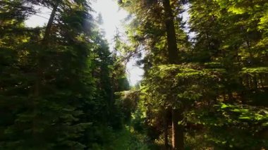 Ormanın zeminini aydınlatan güneş ışınları olan güzel yeşil bir ormanın havadan görünüşü. Doğal güzelliklerle dolu barışçıl, sinematik orman sahnesi, ekolojik seyahat, kaçış ve macera temaları için mükemmel.