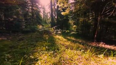 Ormanın zeminini aydınlatan güneş ışınları olan güzel yeşil bir ormanın havadan görünüşü. Doğal güzelliklerle dolu barışçıl, sinematik orman sahnesi, ekolojik seyahat, kaçış ve macera temaları için mükemmel.
