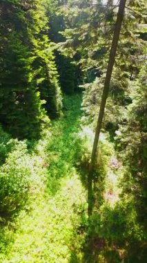 Ormanın zeminini aydınlatan güneş ışınları olan güzel yeşil bir ormanın havacılık videosu. Doğal güzelliklerle dolu barışçıl, sinematik orman sahnesi, ekolojik seyahat, kaçış ve macera için mükemmel.