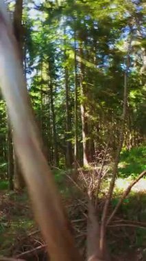 Ormanın zeminini aydınlatan güneş ışınları olan güzel yeşil bir ormanın havacılık videosu. Doğal güzelliklerle dolu barışçıl, sinematik orman sahnesi, ekolojik seyahat, kaçış ve macera için mükemmel.