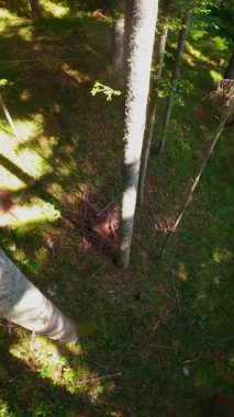 Ormanın zeminini aydınlatan güneş ışınları olan güzel yeşil bir ormanın havacılık videosu. Doğal güzelliklerle dolu barışçıl, sinematik orman sahnesi, ekolojik seyahat, kaçış ve macera için mükemmel.