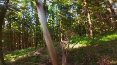 Ormanın zeminini aydınlatan güneş ışınları olan güzel yeşil bir ormanın havadan görünüşü. Doğal güzelliklerle dolu barışçıl, sinematik orman sahnesi, ekolojik seyahat, kaçış ve macera temaları için mükemmel.