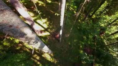 Ormanın zeminini aydınlatan güneş ışınları olan güzel yeşil bir ormanın havadan görünüşü. Doğal güzelliklerle dolu barışçıl, sinematik orman sahnesi, ekolojik seyahat, kaçış ve macera temaları için mükemmel.