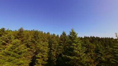 Ormanın zeminini aydınlatan güneş ışınları olan güzel yeşil bir ormanın havadan görünüşü. Doğal güzelliklerle dolu barışçıl, sinematik orman sahnesi, ekolojik seyahat, kaçış ve macera temaları için mükemmel.