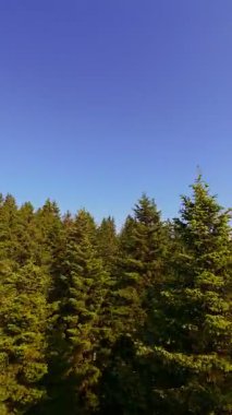 Ormanın zeminini aydınlatan güneş ışınları olan güzel yeşil bir ormanın havacılık videosu. Doğal güzelliklerle dolu barışçıl, sinematik orman sahnesi, ekolojik seyahat, kaçış ve macera için mükemmel.