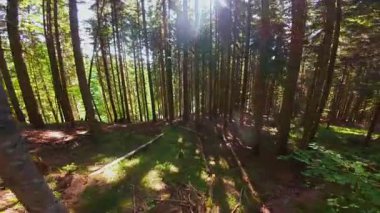 Ormanın zeminini aydınlatan güneş ışınları olan güzel yeşil bir ormanın havadan görünüşü. Doğal güzelliklerle dolu barışçıl, sinematik orman sahnesi, ekolojik seyahat, kaçış ve macera temaları için mükemmel.