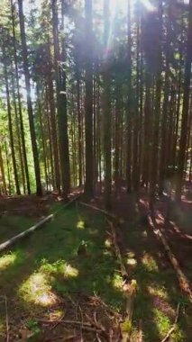 Ormanın zeminini aydınlatan güneş ışınları olan güzel yeşil bir ormanın havacılık videosu. Doğal güzelliklerle dolu barışçıl, sinematik orman sahnesi, ekolojik seyahat, kaçış ve macera için mükemmel.