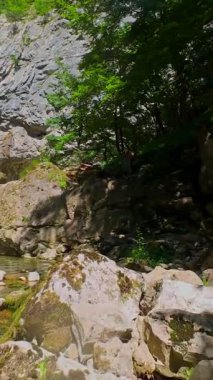 Bereketli yeşil ağaçlar ve ormanlarla çevrili kayalık bir uçurumdan şelalenin havadan çekilmiş dikey videosu güneşli bir yaz gününde FPV insansız hava aracıyla ağır çekimde çekildi..