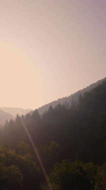 Berrak akan suyla ve yemyeşil ağaçlarla çevrili dağılmış kayalarla ve yaprakların arasından süzülen yumuşak güneş ışığıyla dolu sakin ve sakin bir orman akıntısının dikey videosu.