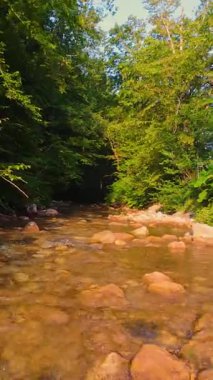 Berrak akan suyla ve yemyeşil ağaçlarla çevrili dağılmış kayalarla ve yaprakların arasından süzülen yumuşak güneş ışığıyla dolu sakin ve sakin bir orman akıntısının dikey videosu.