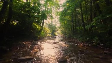 Pürüzsüz kayaların üzerinde kristal berrak su akan, yoğun yeşil ağaçlar tarafından kucaklanan ve gölgelikte yavaşça süzülen yumuşak güneş ışığıyla yıkanan sakin bir orman manzarası..