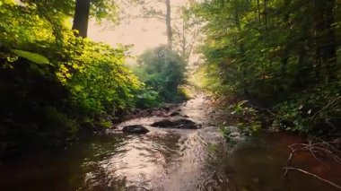 Pürüzsüz kayaların üzerinde kristal berrak su akan, yoğun yeşil ağaçlar tarafından kucaklanan ve gölgelikte yavaşça süzülen yumuşak güneş ışığıyla yıkanan sakin bir orman manzarası..
