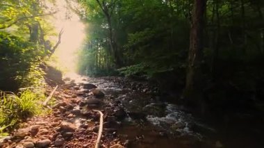 Pürüzsüz kayaların üzerinde kristal berrak su akan, yoğun yeşil ağaçlar tarafından kucaklanan ve gölgelikte yavaşça süzülen yumuşak güneş ışığıyla yıkanan sakin bir orman manzarası..