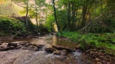 Pürüzsüz kayaların üzerinde kristal berrak su akan, yoğun yeşil ağaçlar tarafından kucaklanan ve gölgelikte yavaşça süzülen yumuşak güneş ışığıyla yıkanan sakin bir orman manzarası..