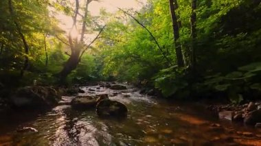 Pürüzsüz kayaların üzerinde kristal berrak su akan, yoğun yeşil ağaçlar tarafından kucaklanan ve gölgelikte yavaşça süzülen yumuşak güneş ışığıyla yıkanan sakin bir orman manzarası..