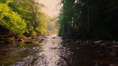 Pürüzsüz kayaların üzerinde kristal berrak su akan, yoğun yeşil ağaçlar tarafından kucaklanan ve gölgelikte yavaşça süzülen yumuşak güneş ışığıyla yıkanan sakin bir orman manzarası..