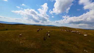 Uçan FPV yabani atların görüntüsü ya da uçsuz bucaksız yeşil düzlüklerde koşan bir grup macera, seyahat, liderlik, özgürlük ve doğanın güzelliğini simgeliyor. Sinematik ağır çekim görüntüleri