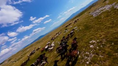 Uçan FPV yabani atların görüntüsü ya da uçsuz bucaksız yeşil düzlüklerde koşan bir grup macera, seyahat, liderlik, özgürlük ve doğanın güzelliğini simgeliyor. Sinematik ağır çekim görüntüleri