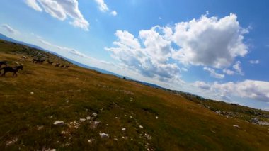 Uçan FPV yabani atların görüntüsü ya da uçsuz bucaksız yeşil düzlüklerde koşan bir grup macera, seyahat, liderlik, özgürlük ve doğanın güzelliğini simgeliyor. Sinematik ağır çekim görüntüleri