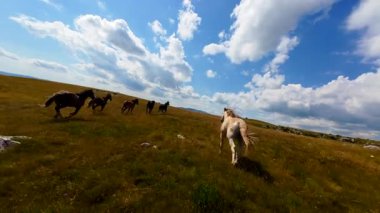 Uçan FPV yabani atların görüntüsü ya da uçsuz bucaksız yeşil düzlüklerde koşan bir grup macera, seyahat, liderlik, özgürlük ve doğanın güzelliğini simgeliyor. Sinematik ağır çekim görüntüleri