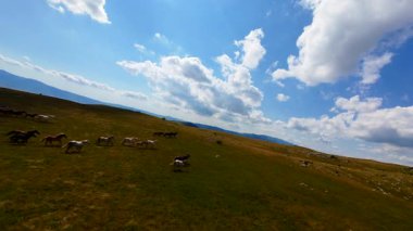 Uçan FPV yabani atların görüntüsü ya da uçsuz bucaksız yeşil düzlüklerde koşan bir grup macera, seyahat, liderlik, özgürlük ve doğanın güzelliğini simgeliyor. Sinematik ağır çekim görüntüleri