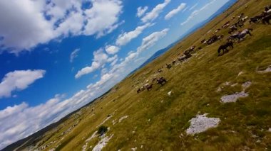 Uçan FPV yabani atların görüntüsü ya da uçsuz bucaksız yeşil düzlüklerde koşan bir grup macera, seyahat, liderlik, özgürlük ve doğanın güzelliğini simgeliyor. Sinematik ağır çekim görüntüleri