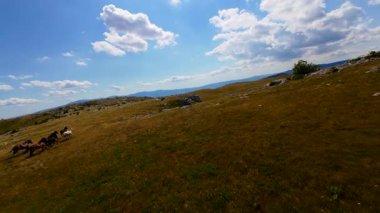 Uçan FPV yabani atların görüntüsü ya da uçsuz bucaksız yeşil düzlüklerde koşan bir grup macera, seyahat, liderlik, özgürlük ve doğanın güzelliğini simgeliyor. Sinematik ağır çekim görüntüleri
