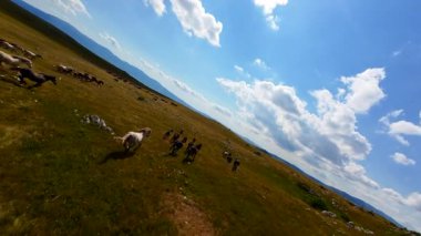 Uçan FPV yabani atların görüntüsü ya da uçsuz bucaksız yeşil düzlüklerde koşan bir grup macera, seyahat, liderlik, özgürlük ve doğanın güzelliğini simgeliyor. Sinematik ağır çekim görüntüleri