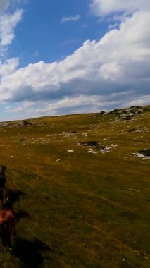 Uçan FPV yabani atların görüntüsü ya da uçsuz bucaksız yeşil düzlüklerde koşan bir grup macera, seyahat, liderlik, özgürlük ve doğanın güzelliğini simgeliyor. Sinematik ağır çekim dikey