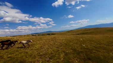 Uçan FPV yabani atların görüntüsü ya da uçsuz bucaksız yeşil düzlüklerde koşan bir grup macera, seyahat, liderlik, özgürlük ve doğanın güzelliğini simgeliyor. Sinematik ağır çekim görüntüleri