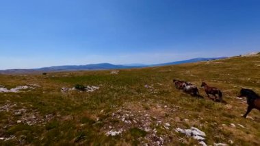 Uçan FPV yabani atların görüntüsü ya da uçsuz bucaksız yeşil düzlüklerde koşan bir grup macera, seyahat, liderlik, özgürlük ve doğanın güzelliğini simgeliyor. Sinematik ağır çekim görüntüleri