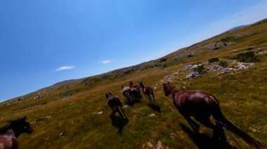 Uçan FPV yabani atların görüntüsü ya da uçsuz bucaksız yeşil düzlüklerde koşan bir grup macera, seyahat, liderlik, özgürlük ve doğanın güzelliğini simgeliyor. Sinematik ağır çekim görüntüleri