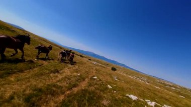 Uçan FPV yabani atların görüntüsü ya da uçsuz bucaksız yeşil düzlüklerde koşan bir grup macera, seyahat, liderlik, özgürlük ve doğanın güzelliğini simgeliyor. Sinematik ağır çekim görüntüleri