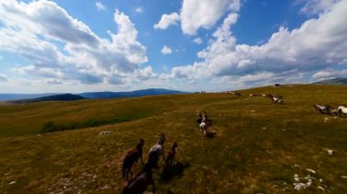 Uçan FPV yabani atların görüntüsü ya da uçsuz bucaksız yeşil düzlüklerde koşan bir grup macera, seyahat, liderlik, özgürlük ve doğanın güzelliğini simgeliyor. Sinematik ağır çekim görüntüleri