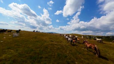 Uçan FPV yabani atların görüntüsü ya da uçsuz bucaksız yeşil düzlüklerde koşan bir grup macera, seyahat, liderlik, özgürlük ve doğanın güzelliğini simgeliyor. Sinematik ağır çekim görüntüleri