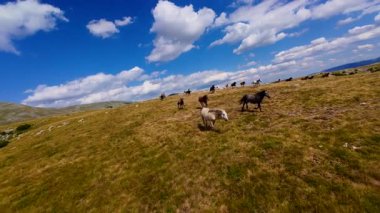 Uçan FPV yabani atların görüntüsü ya da uçsuz bucaksız yeşil düzlüklerde koşan bir grup macera, seyahat, liderlik, özgürlük ve doğanın güzelliğini simgeliyor. Sinematik ağır çekim görüntüleri