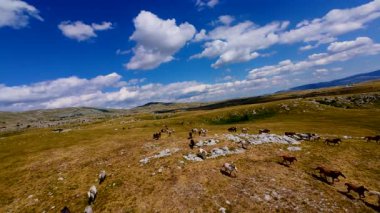 Uçan FPV yabani atların görüntüsü ya da uçsuz bucaksız yeşil düzlüklerde koşan bir grup macera, seyahat, liderlik, özgürlük ve doğanın güzelliğini simgeliyor. Sinematik ağır çekim görüntüleri