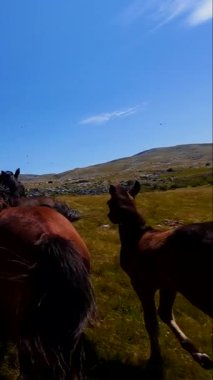 Uçan FPV yabani atların görüntüsü ya da uçsuz bucaksız yeşil düzlüklerde koşan bir grup macera, seyahat, liderlik, özgürlük ve doğanın güzelliğini simgeliyor. Sinematik ağır çekim dikey
