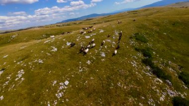 Uçan FPV yabani atların görüntüsü ya da uçsuz bucaksız yeşil düzlüklerde koşan bir grup macera, seyahat, liderlik, özgürlük ve doğanın güzelliğini simgeliyor. Sinematik ağır çekim görüntüleri