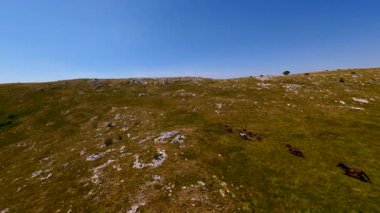 Uçan FPV yabani atların görüntüsü ya da uçsuz bucaksız yeşil düzlüklerde koşan bir grup macera, seyahat, liderlik, özgürlük ve doğanın güzelliğini simgeliyor. Sinematik ağır çekim görüntüleri