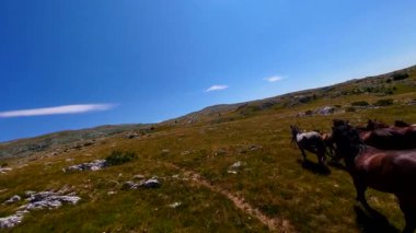 Uçan FPV yabani atların görüntüsü ya da uçsuz bucaksız yeşil düzlüklerde koşan bir grup macera, seyahat, liderlik, özgürlük ve doğanın güzelliğini simgeliyor. Sinematik ağır çekim görüntüleri