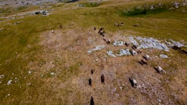 Uçan FPV yabani atların görüntüsü ya da uçsuz bucaksız yeşil düzlüklerde koşan bir grup macera, seyahat, liderlik, özgürlük ve doğanın güzelliğini simgeliyor. Sinematik ağır çekim görüntüleri
