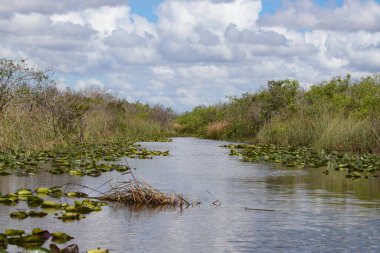 Everglades Ulusal Parkı, Florida, ABD