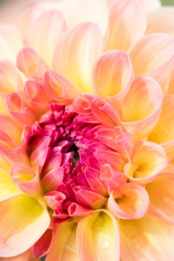 Sabah çiğ damlaları ile renkli yıldız çiçeği