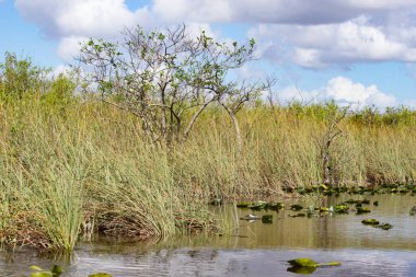 Everglades National Park, Florida, USA clipart