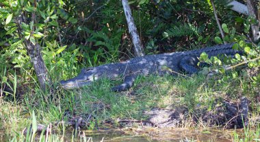 Everglades Ulusal Parkı, Florida, ABD